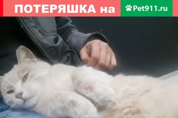 Кошка и кот найдены в районе 19 школы, Молдавский пер., 5