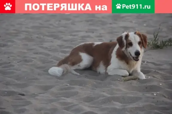 Пропала собака в Симферополе, ул. 51-й Армии.