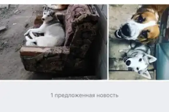 Пропала собака Хаски в Каменск-Шахтинском, ул. Маяковского