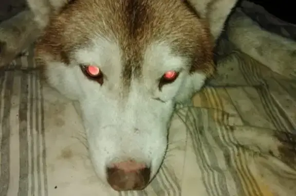 Собака без ошейника найдена в Краснодаре, район Меги Хизяева