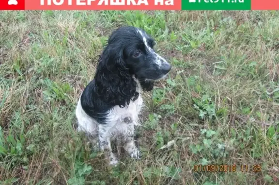Пропала собака Бия в лесу между Индерь и Баган