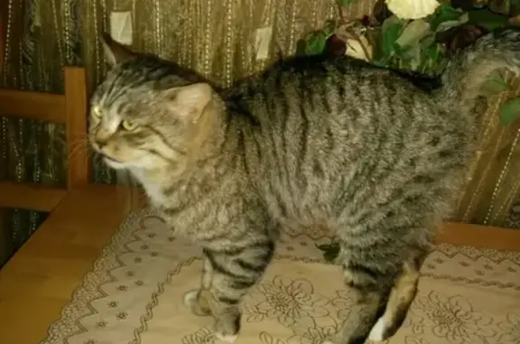 Найден крупный и ласковый кот Котэ на даче Энергия-2 в Омске