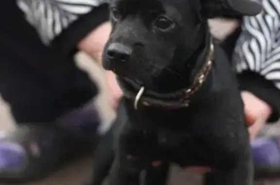 Найдена маленькая черная собачка на Новом городке