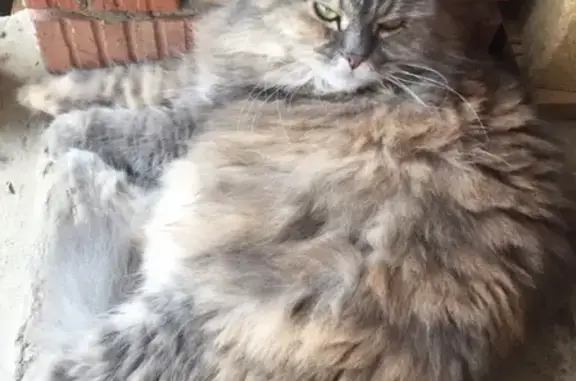 Кошки потеряшки, Павловское, фото: Потеряшка кошка в Суходоле, Владимирская область