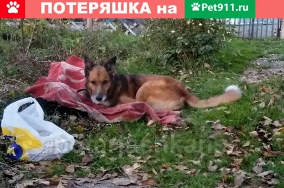 Пропала собака в Ленинском районе, требуется помощь!
