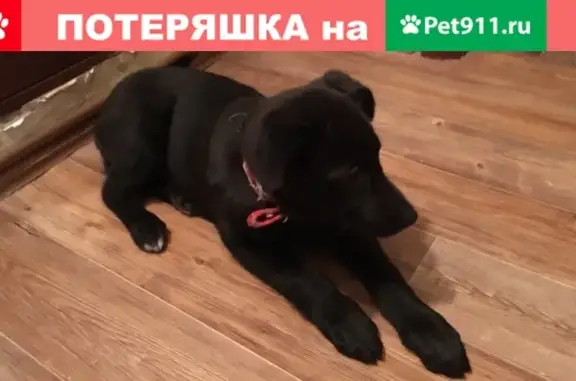 Найдена собака в Иркутске, ищем хозяев!