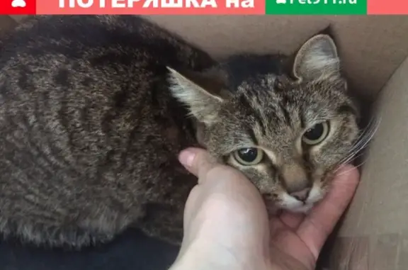 Найдена кошка на ул. Дуси Ковальчук