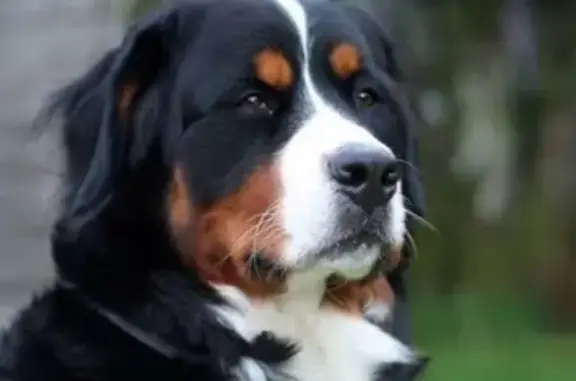 Пропала собака Викинг в Усть-Луге - photo