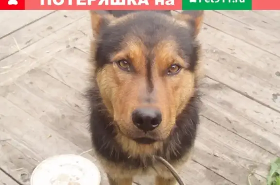 Пропала собака Чак в Томске, номер телефона в объявлении