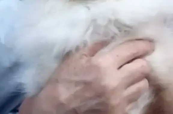 Кошки потеряшки, посёлок городского типа Оверята, фото: Потеряшка кошка в Оверяте, вознаграждение гарантировано!