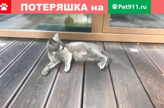 Найдена кошка в Екатеринбурге