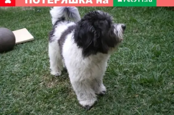 Пропала собака в деревне Васютино, Павлово-Посадский р-н, г.Электрогорск.