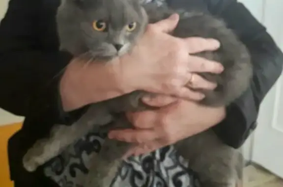 Найден кот-британец в Дзержинске