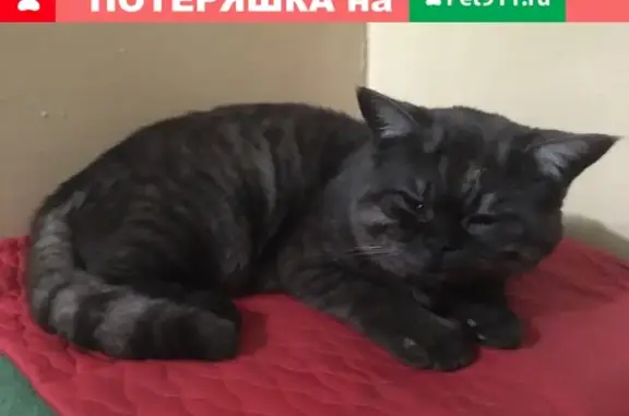 Найден кот на ул. Ломоносова в Мурманске