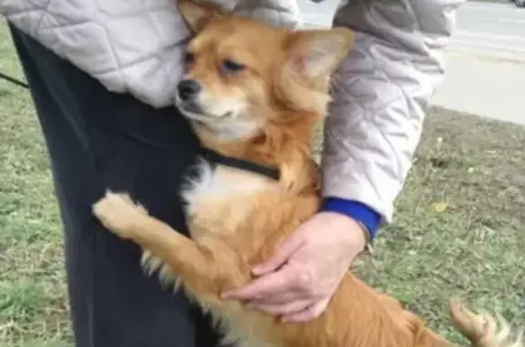 Найдена собака возле Приюта Косино, Москва