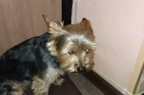 Найдена собака на улице Ленина, 123