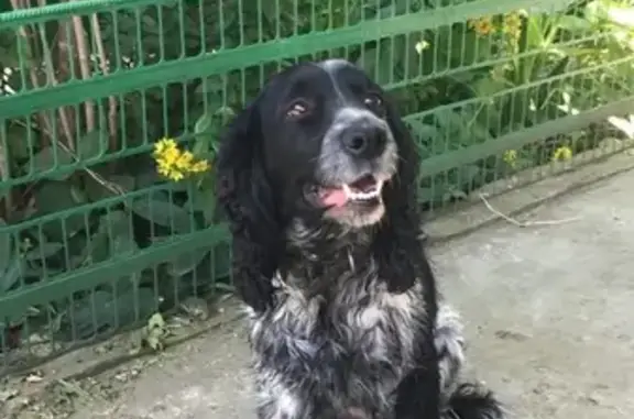 Пропала собака Лади в Сочи, Краснодарский край