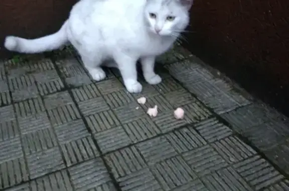 Найден контактный кот в Калининграде