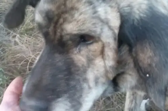 Найден крупный пес в Семилуках, нуждается в помощи