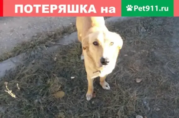 Собака найдена на Правом берегу Калуги #потеряшки_калуга