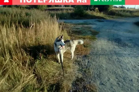 Пропала собака в Семчино, Рязань - помогите найти!