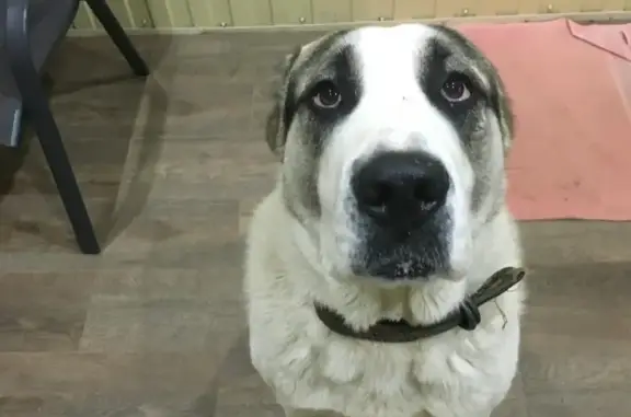 Собака найдена в Краснодаре, район Новознаменский