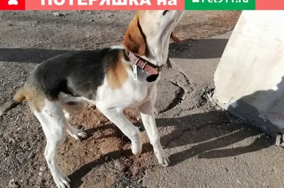 Найдена собака на ул. Заречная 10 А в Бузулуке