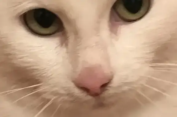 Найдена белоснежная кошка в районе Локомотива, ищем хозяев
