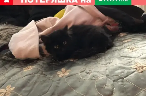 Найден котенок в Краснодаре на ул. Кореновской