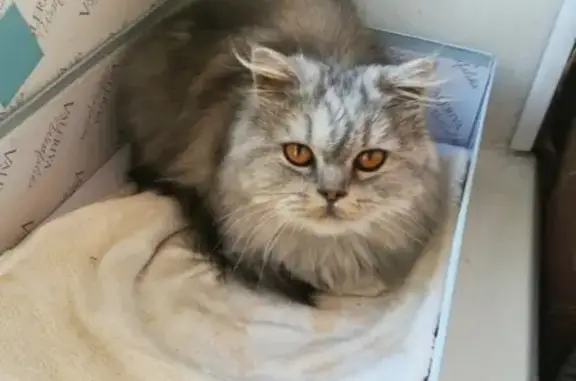 Найдена кошка в Москве - ищем хозяина