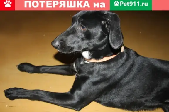 Найдена собака на Холмогорской ул. в Москве