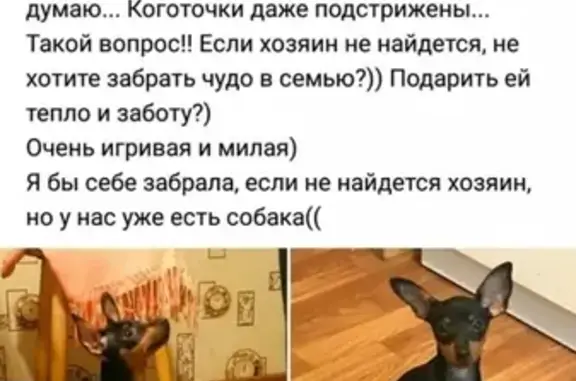 Найден щенок той терьера в метро Перово, Москва