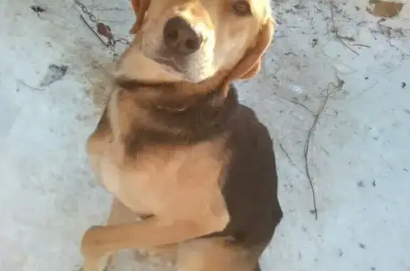 Собаки потеряшки, Коротаево, фото: Потеряшка выжловка в деревне Коротаево