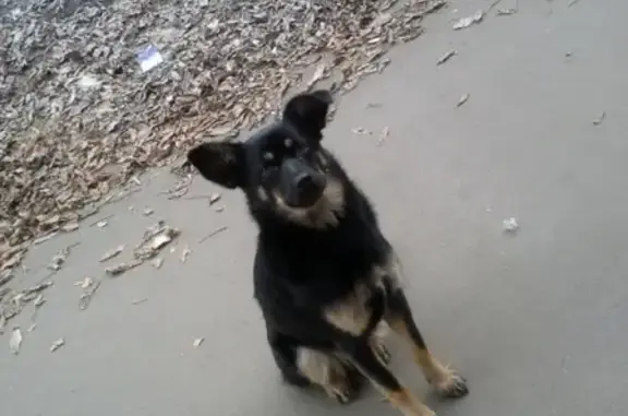 Найдена собака в Самаре, ищут хозяина