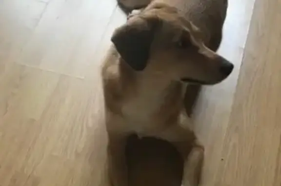 Собаки потеряшки, посёлок Ува, фото: Потеряшка собака Белла в поселке Ува