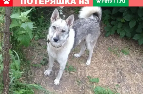 Пропала охотничья собака в Колывани, Новосибирская область