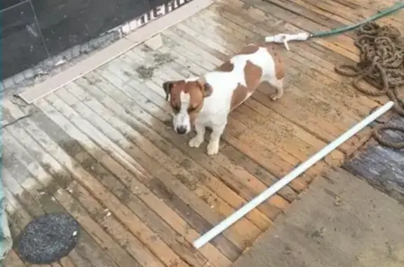 Найдена собака в Сочи, ул. Вишневая