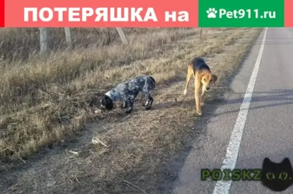 Пропали собаки в Московской области, рядом с Новорижским шоссе