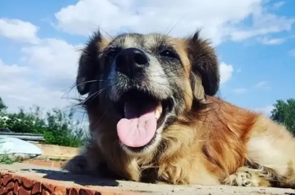 Пропала собака Чапа в Зеленодольске без двух лап