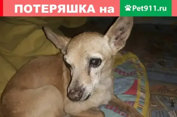 Собака найдена в Магнитогорске, нужен хозяин!