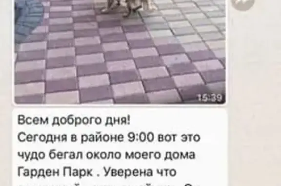 Найдена собака в Москве и области!