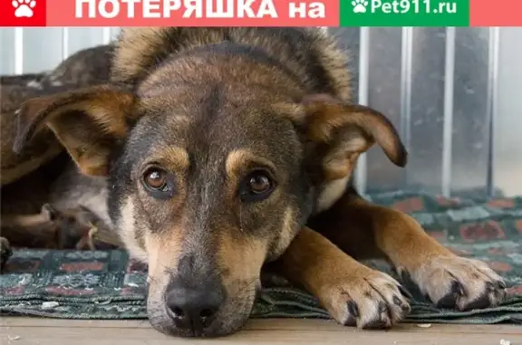 Пропала собака в Коврове, район Малеевки