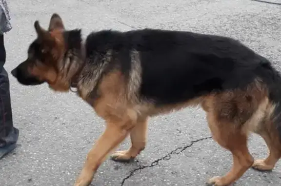 Найдена собака в Адлере, Сочи