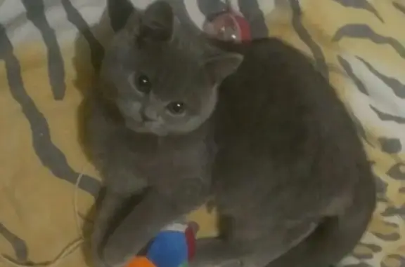 Найдена кошка в Ростове, ищем хозяев