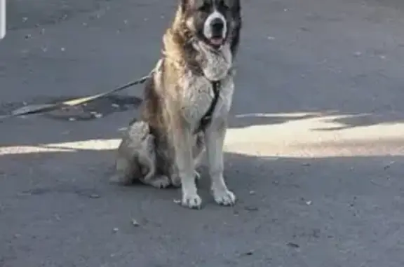 Пропала собака на ул. Краснодарская, 6А (Автомойка)