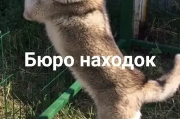 Пропала собака Рэм на ул. Дачной, Архангельск