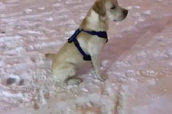 Собака найдена возле Спортмастера в Сургуте