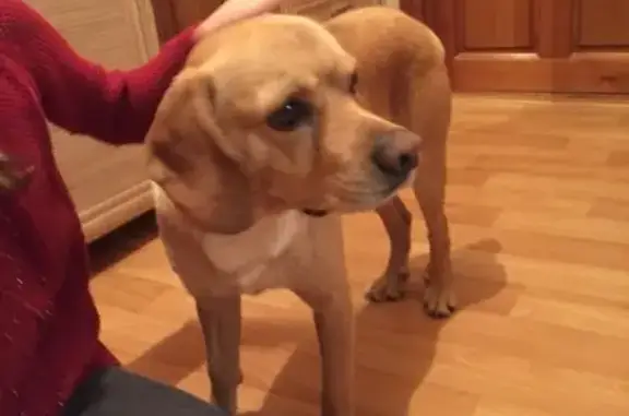 Найдена собака на Островского, 52
