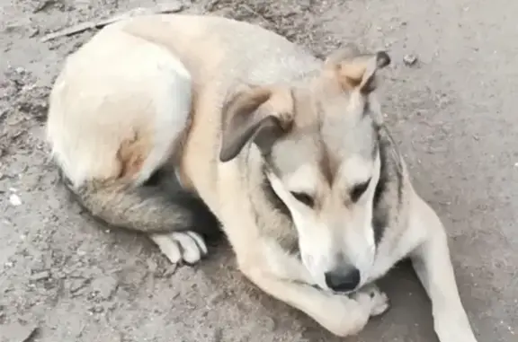 Найдена собака на Заводской, 2 (Щелково)