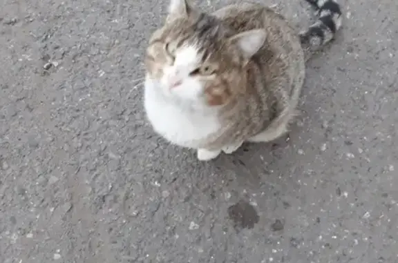 Найдена кошка на Трудовой улице в Абакане